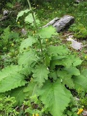 Cirsium greimleri