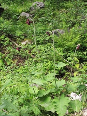 Cirsium greimleri