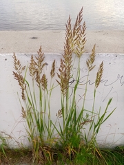 Calamagrostis