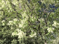 Fraxinus cuspidata