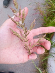 Calamagrostis