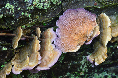 Trichaptum abietinum image