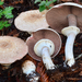 Felt-ringed Agaricus - Photo (c) Christian Schwarz, some rights reserved (CC BY-NC), uploaded by Christian Schwarz