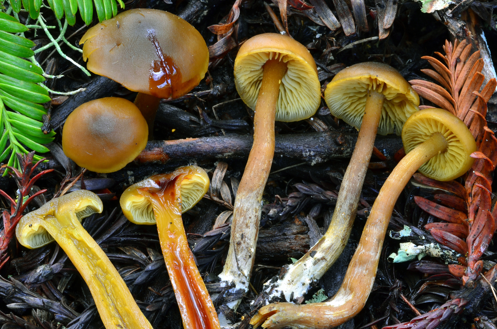 Callistosporium