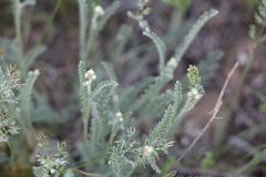 Tanacetum achilleifolium