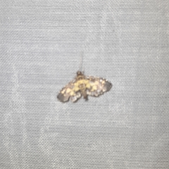 Eurrhyparodes bracteolalis