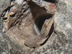 Hemidactylus mabouia image