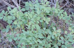 Melilotus neapolitanus