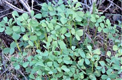 Melilotus neapolitanus