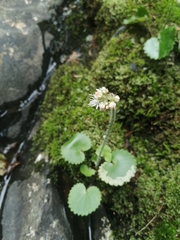Micranthes manchuriensis