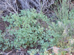 Melilotus neapolitanus