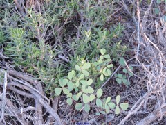Melilotus neapolitanus