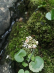 Micranthes manchuriensis