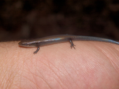 Panaspis maculicollis