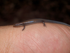 Panaspis maculicollis