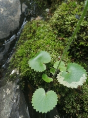 Micranthes manchuriensis