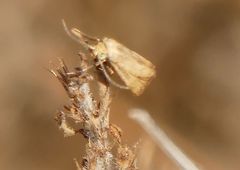 Brachodes