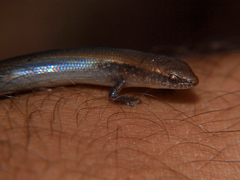 Panaspis maculicollis
