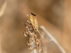 Brachodes