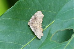 Achrosis