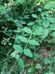 Vicia dumetorum