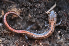 Plethodon angusticlavius