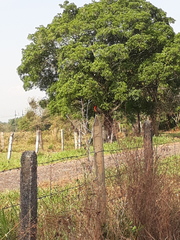 Leistes militaris
