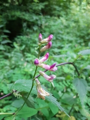 Vicia dumetorum