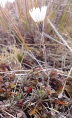 Celmisia laricifolia