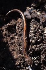 Plethodon angusticlavius