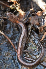 Plethodon angusticlavius