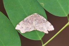Achrosis