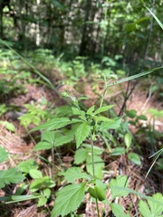 Geum laciniatum