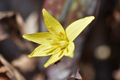 Erythronium rostratum
