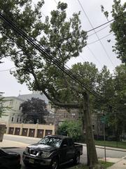 Platanus occidentalis