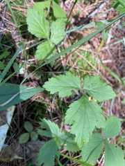 Geum laciniatum