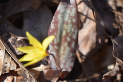 Erythronium rostratum
