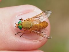 Silvius alpinus