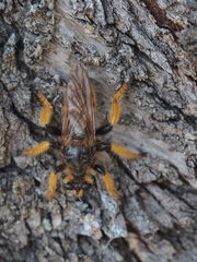 Pogonosoma maroccanum