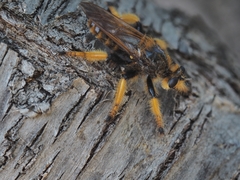 Pogonosoma maroccanum