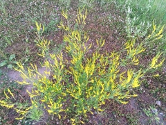 Melilotus officinalis