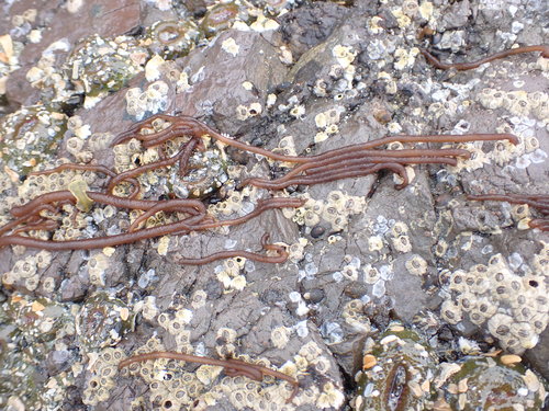 Image of Nemalion elminthoides by no rights reserved