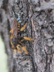 Pogonosoma maroccanum
