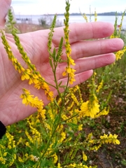 Melilotus officinalis