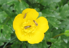 Micropterix calthella