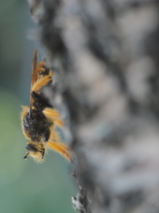 Pogonosoma maroccanum