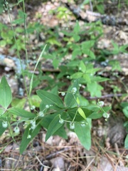 Galium lanceolatum