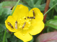 Micropterix calthella
