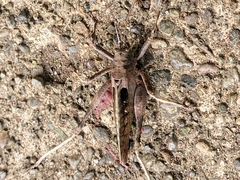 Balboana tibialis