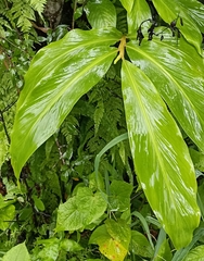 Hedychium spicatum